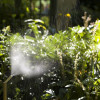 Where do mosquitoes hide = Image1