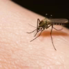 mosquito-borne illnesses