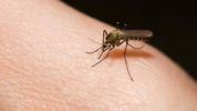 mosquito-borne illnesses