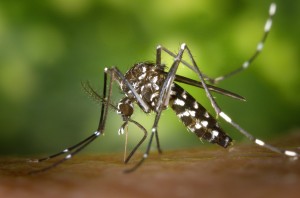 species: Tiger Mosquito Image