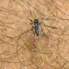 Greater Knowledge of Mosquitoes Through...Pantyhose
