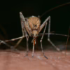 Looking For A Mosquito Repellent That Actually Works
