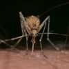Looking For A Mosquito Repellent That Actually Works