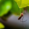 How to Prevent Mosquito Bites