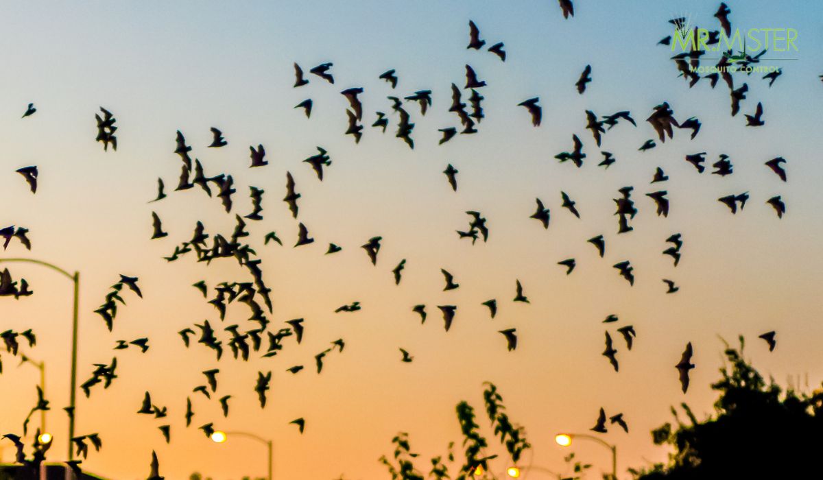 Natural Mosquito Control with Bats and Birds