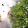 Problems With Mosquitoes
