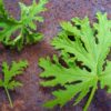 Natural or Synthetic Mosquito Repellents