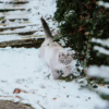 cat walking in snow in winter