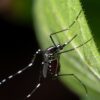 Simple and Effective Mosquito Control Tips