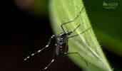 Simple and Effective Mosquito Control Tips