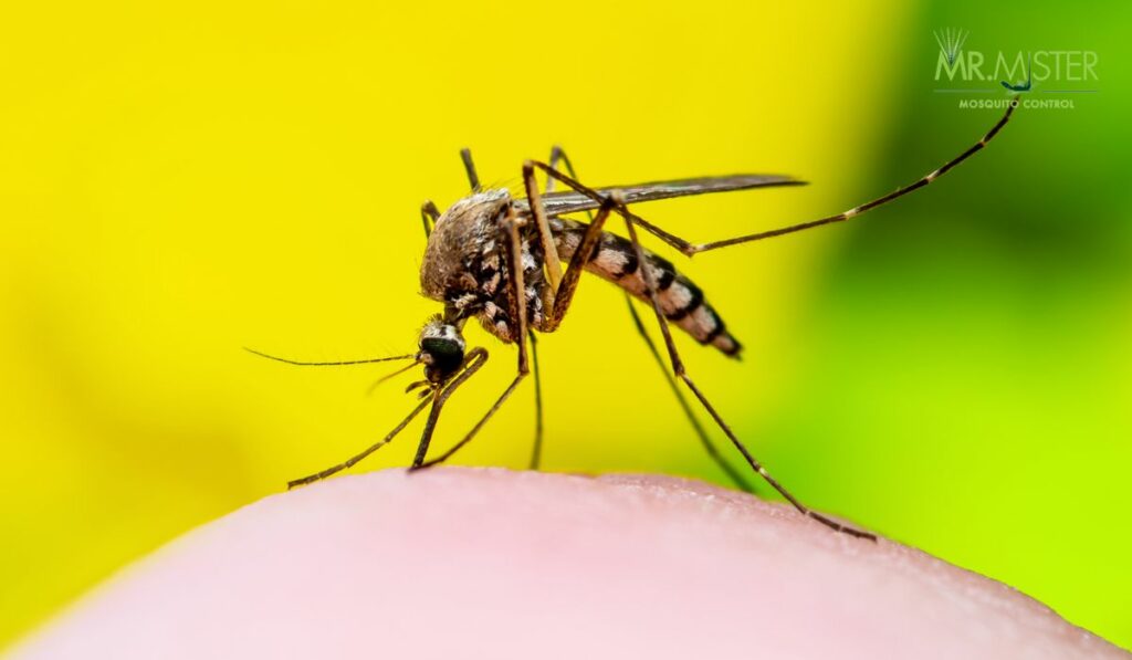 Mosquito Borne Illnesses