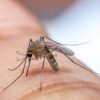 Mosquito Control Still Needed In The Winter