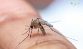 Mosquito Control Still Needed In The Winter
