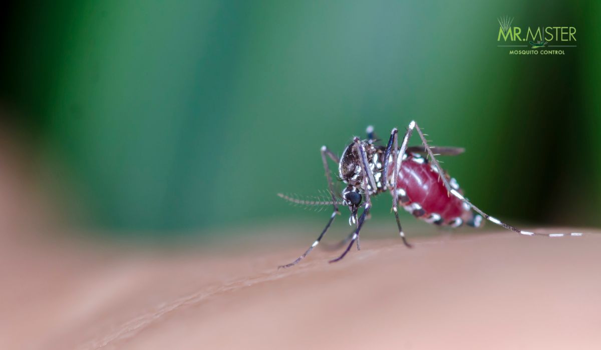 Natural Remedies For Mosquito Bites