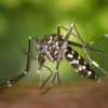closeup of a mosquito on skin