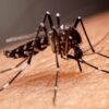Different Types of Mosquitoes