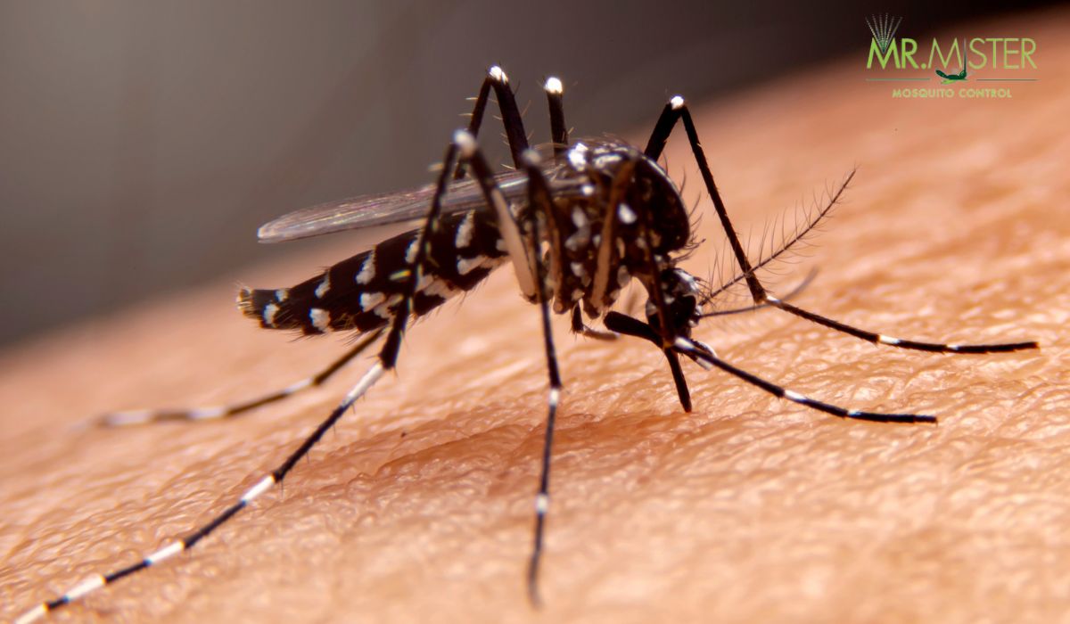 Understanding Different Types of Mosquitoes Mr. Mister Mosquito Control