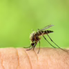 Techniques to Become Less Attractive to Mosquitoes