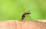 Techniques to Become Less Attractive to Mosquitoes