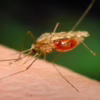 closeup of a mosquito on skin