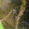 Skeeter Syndrome