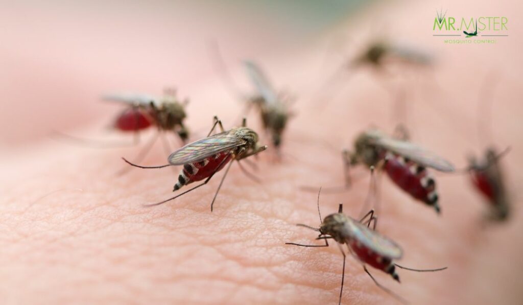 Why Mosquitoes Are So Attracted To You