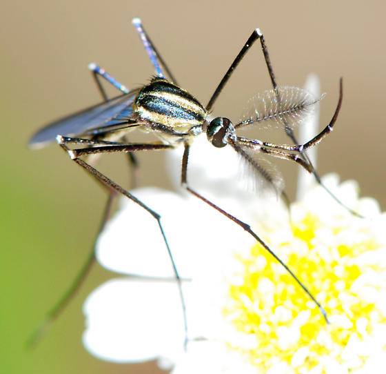 exploring the different types of mosquitoes mr mister types of mosquitoes