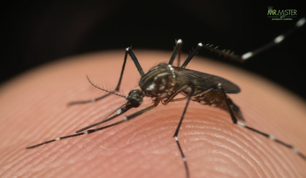 Mosquito-Free Community