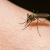 Mosquito Facts