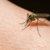 Mosquito Facts
