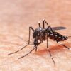How Dangerous Are Mosquitoes