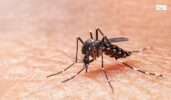 How Dangerous Are Mosquitoes