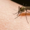 closeup of a mosquito on skin