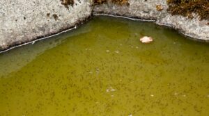 Swarm of mosquitoes thriving in standing water