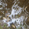 winter mosquito control