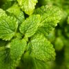 5 Plants That Help Repel Mosquitoes