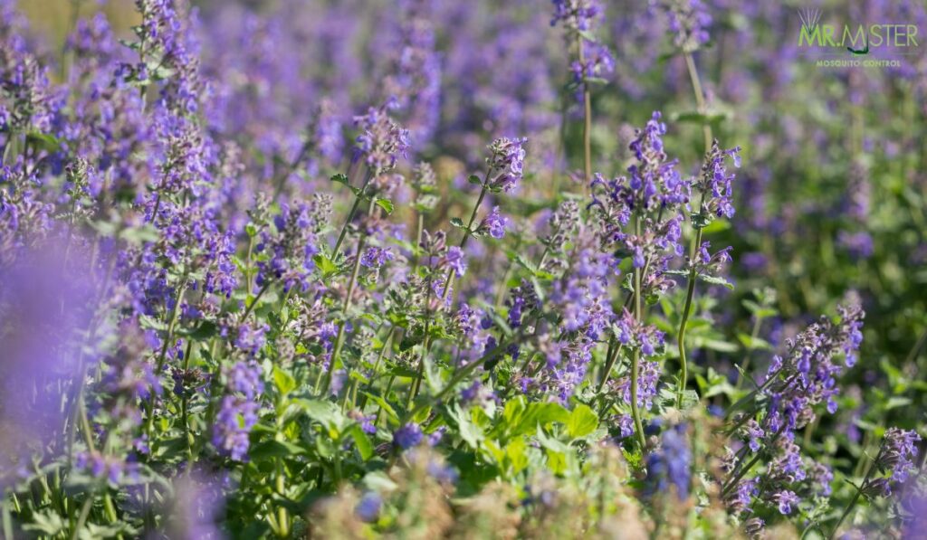 5 Plants That Help Repel Mosquitoes