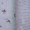 Mysterious Mosquito-Borne Diseases