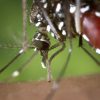 mosquito-facts