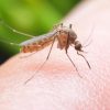 prevent-mosquito-bite