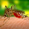 Automatic Mosquito Control System