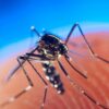 Mosquito Tips