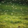 How Do Mosquitoes Find Their Prey?