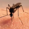 mosquito-deadliest-animal