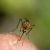 reduce-mosquitoes-atlanta