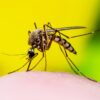 Everything You Need to Know About Mosquito Bites