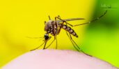 Everything You Need to Know About Mosquito Bites