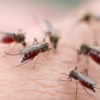 Mosquito Free Community
