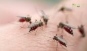 Mosquito Free Community