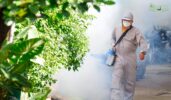 Control Mosquitoes That Breed Indoors